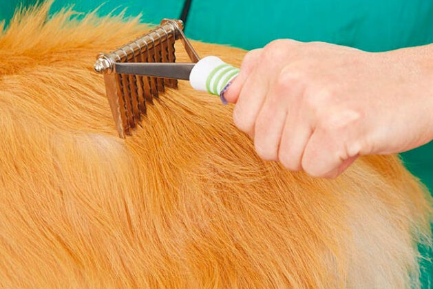 Aprende cómo desenredar el pelo de tu perro