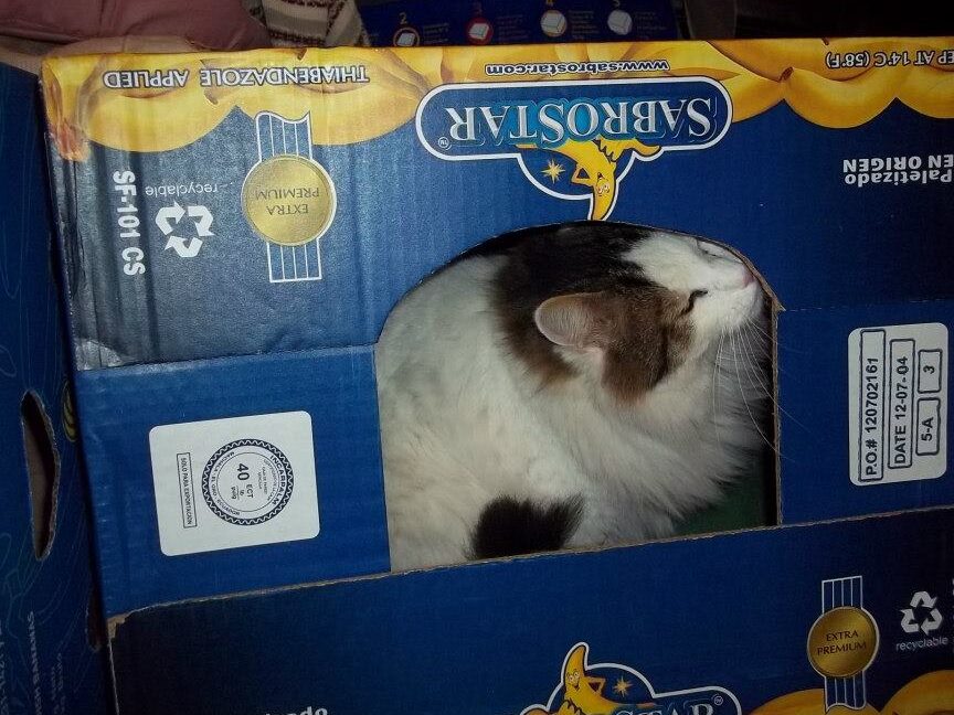 cajas-de-carton-la-solucion-perfecta-para-casas-para-gatos