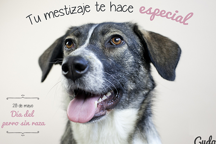 celebrando-el-dia-mundial-de-los-perros-sin-raza-conozca-sus-historias-inspiradoras