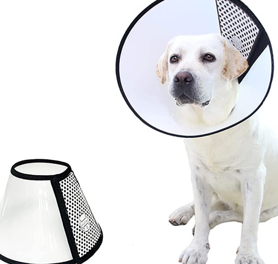 Collar de Vergüenza para Perros: Una manera efectiva de entrenar a tu mascota