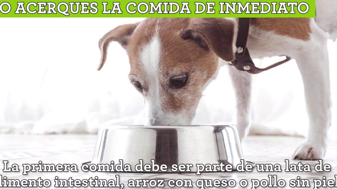 Consejos para alimentar a tu perro con diarrea: prueba la comida casera