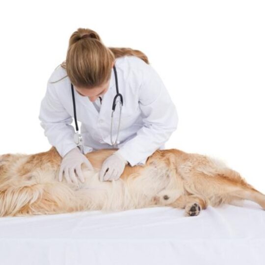 Cómo aliviar los síntomas de la torsión gástrica en perros con remedios caseros