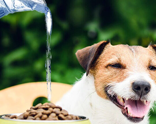 como-anadir-agua-al-pienso-para-perros-los-beneficios