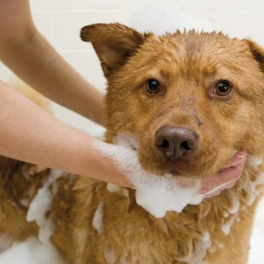 ¿Cómo combatir los malos olores en tu perro a pesar de los baños?