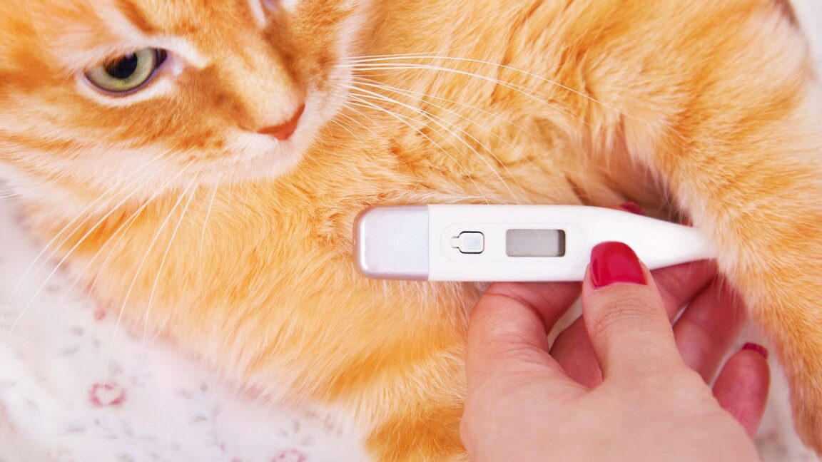 ¿Cómo detectar la fiebre en un gato sin usar un termómetro?