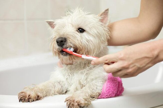 Cómo hacer tu propia pasta de dientes para perros en casa