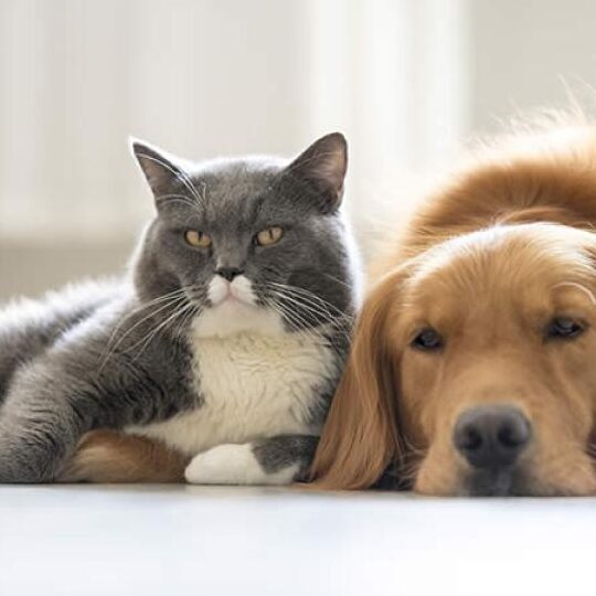 Cómo lograr una convivencia entre perros y gatos