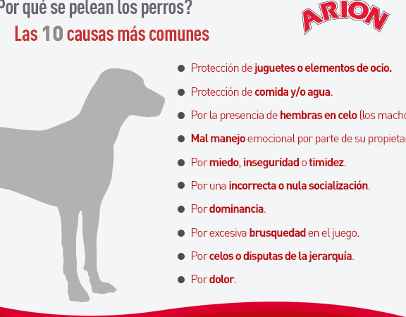 Consejos para Prevenir Peleas entre Perros