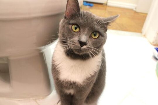 ¿Cómo mi gato se convirtió en mi compañero de baño?
