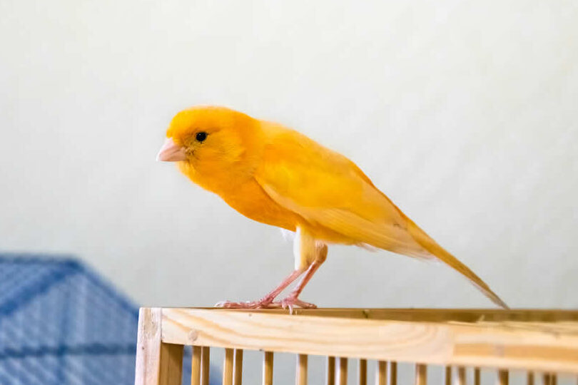 Cómo prevenir las enfermedades en las patas de los canarios