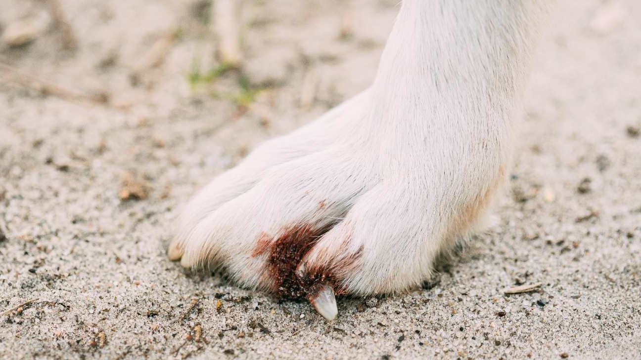 ¿Cómo tratar las heridas entre los dedos de mi perro?