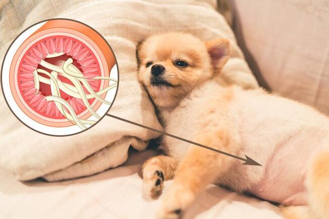 Cómo tratar los parásitos en tu perro