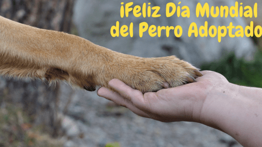 Conmemora el Día del Perro Adoptado el 20 de Mayo