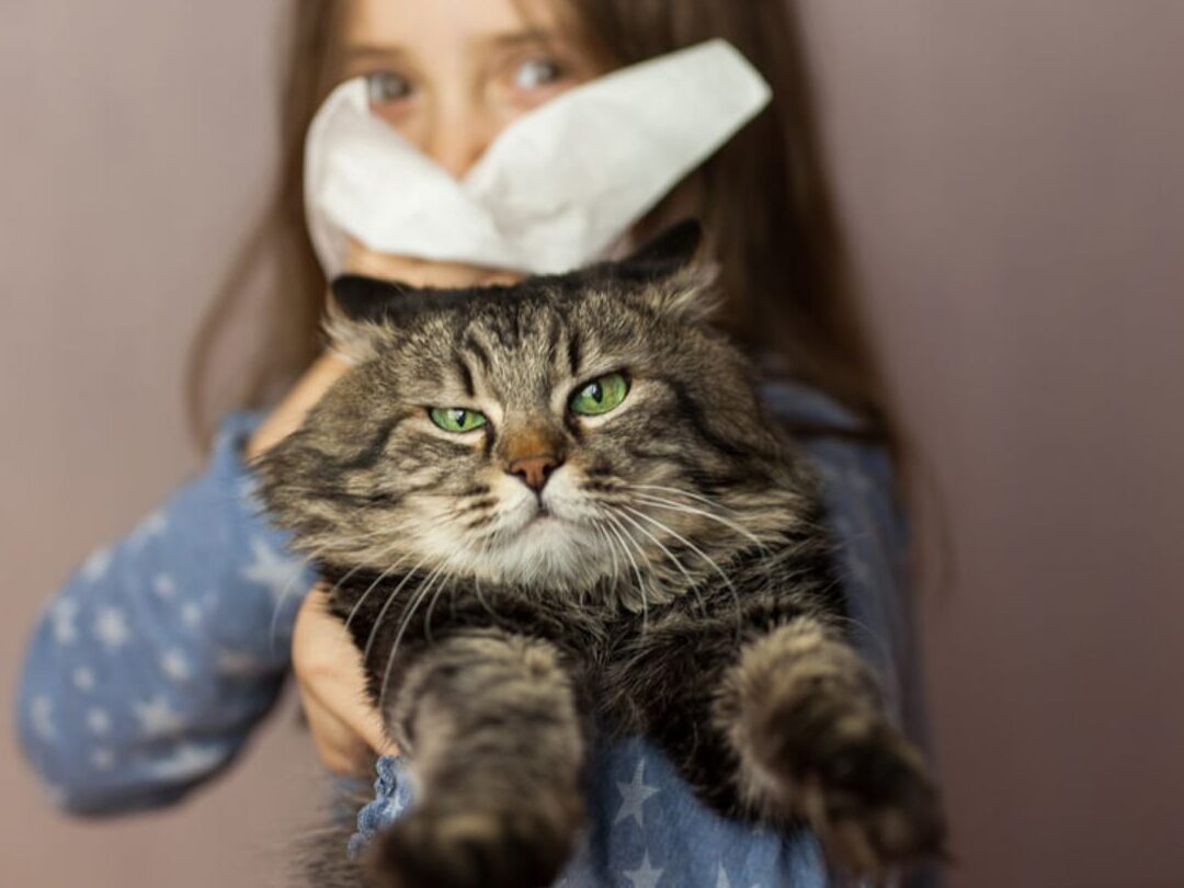 Consejos para Aliviar los Síntomas de Alergia a los Gatos con Remedios Caseros