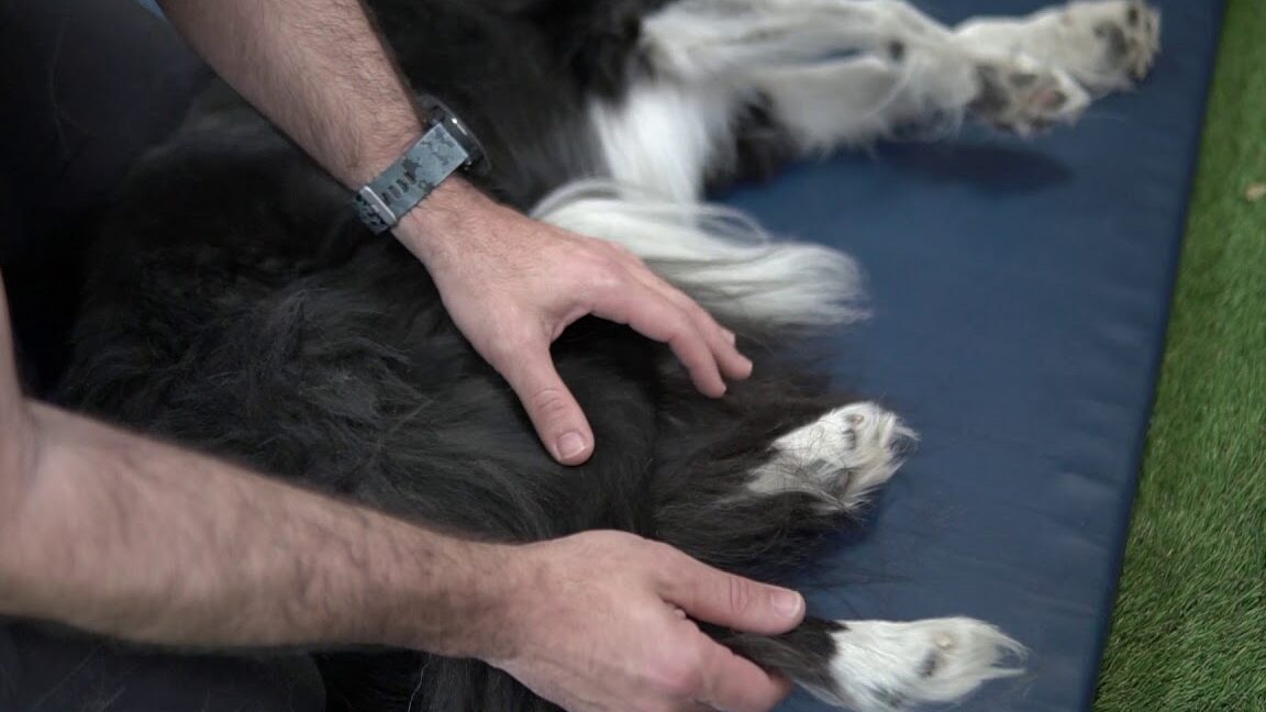 Consejos para ayudar a tu perro con displasia de cadera: ejercicios y tratamiento