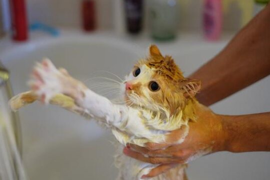 Consejos para Bañar a un Gato Reacio