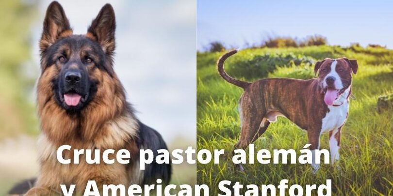 Consejos para cruzar un American Stanford con un Pastor Alemán