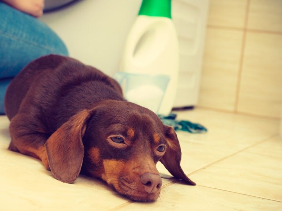 Consejos para cuando tu perro ingiere cloro