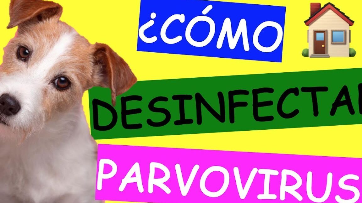 consejos-para-desinfectar-la-casa-de-parasitos-de-perros
