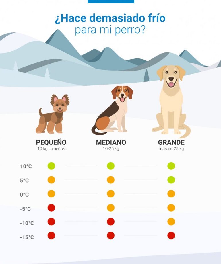 Consejos para Detectar si tu Perro tiene Resfriado