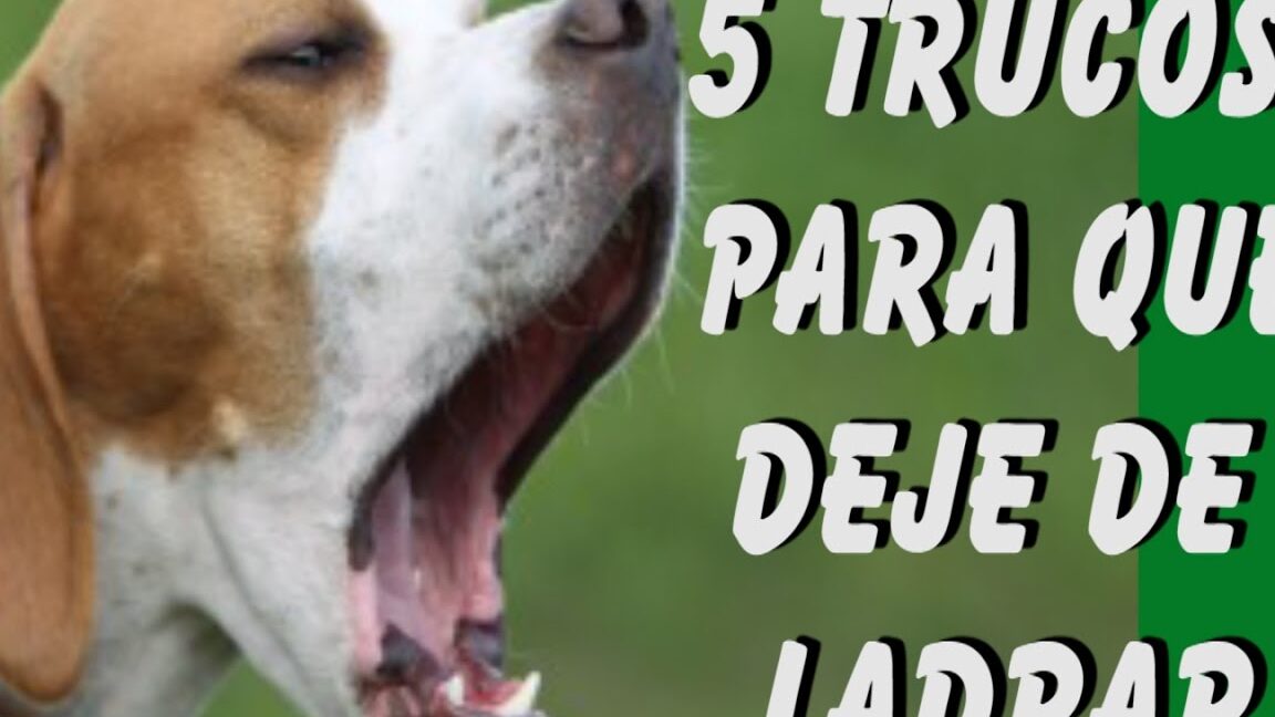 Consejos para entrenar a tu perro para que deje de ladrar
