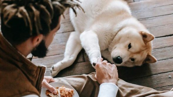 Consejos para estimular el apetito de tu perro