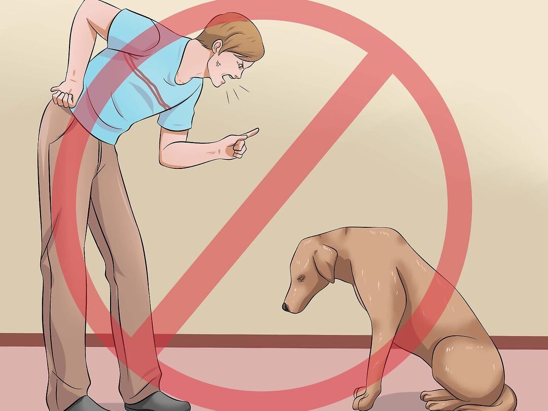 Consejos para evitar que tu perro consuma popó de gato