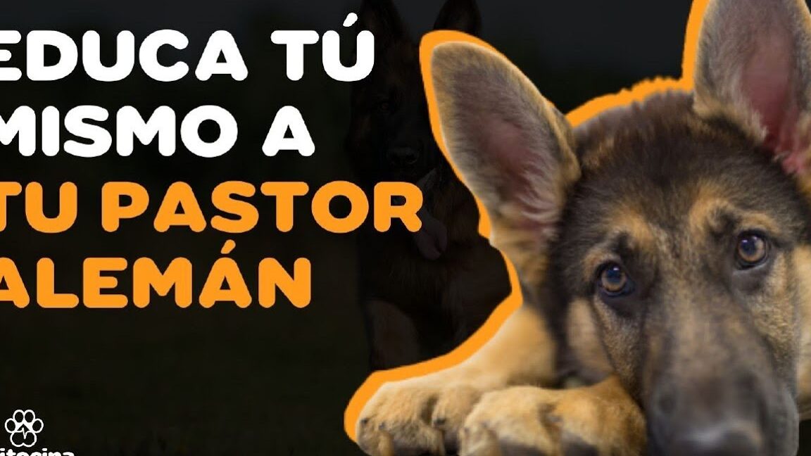 Consejos para la Educación de un Cachorro Pastor Alemán