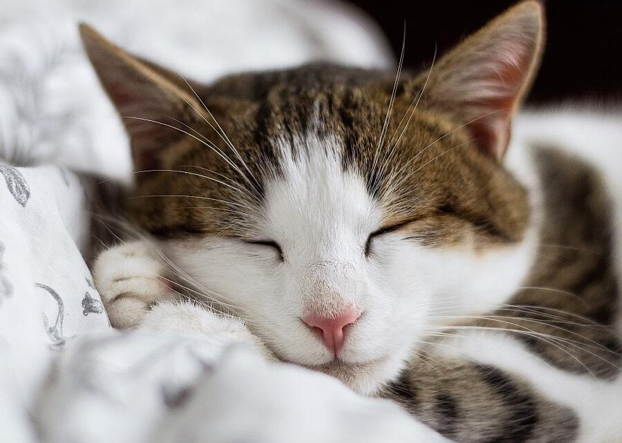 consejos-para-los-duenos-de-gatos-de-2-meses-cuanto-deberian-dormir