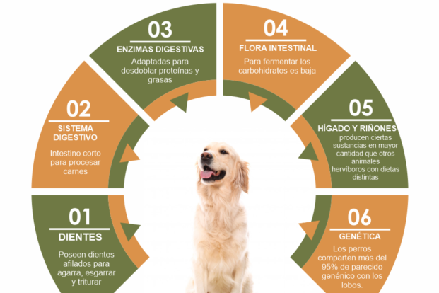 Consejos para Poner a Dieta a tu Mascota: Un Perro Feliz y Saludable