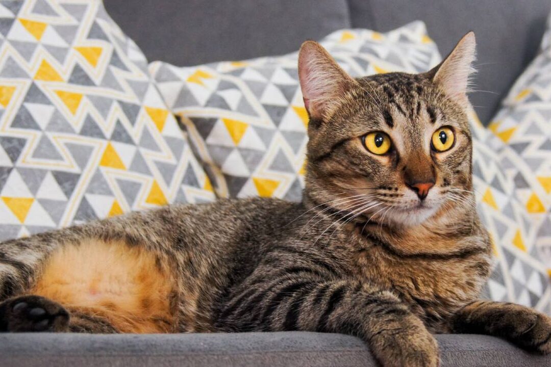 Consejos para Prevenir que tu Gato Arañe la Tapicería de tu Sofá