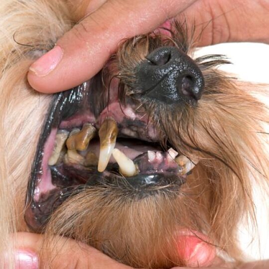Consejos para quitar el sarro de los dientes de tu perro