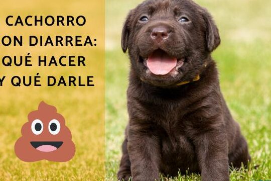 Consejos para tratar la diarrea en perros