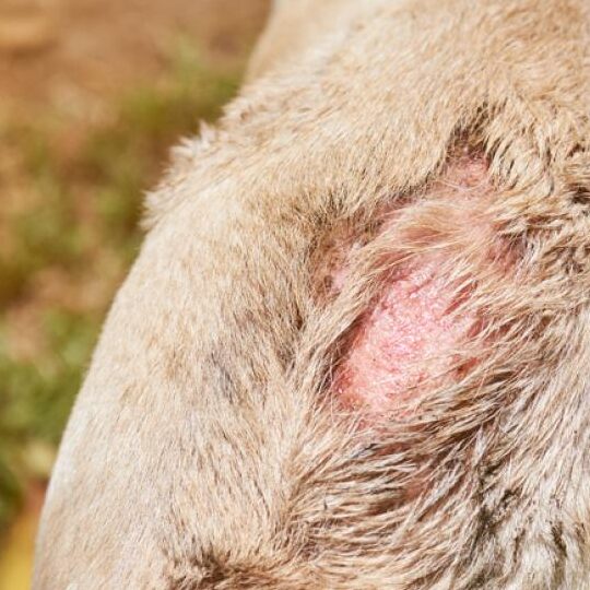 Cómo tratar las heridas de la piel de tu perro