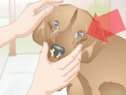 consejos-utiles-para-cuidar-a-un-perro-con-moquillo