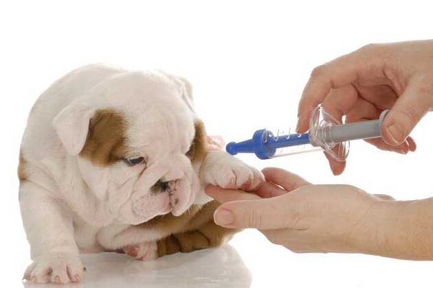 ¿Cuánto cuesta una inyección para dormir a los perros?