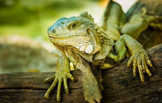 ¿Cuál es el nombre de la iguana más pequeña?