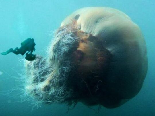 cual-es-el-tamano-de-la-medusa-mas-grande-del-mundo