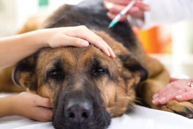 ¿Cuáles son las consecuencias de no vacunar a tu perro a tiempo?