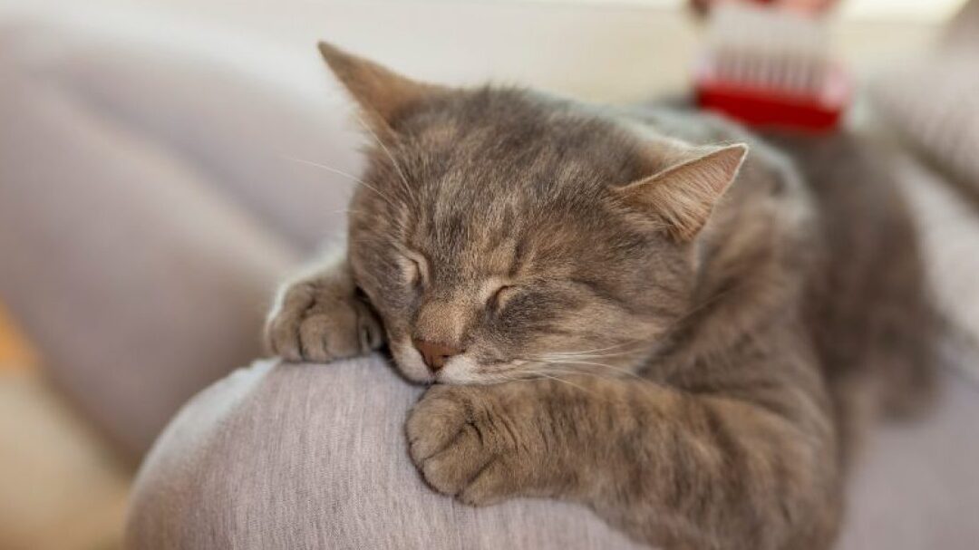 ¿Cuántas horas al día duerme un gato?