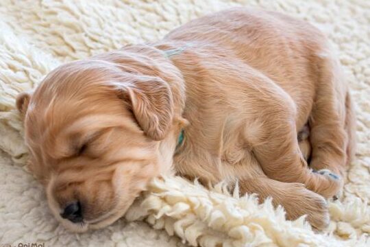 ¿Cuántas horas de sueño necesitan los perros de raza pequeña?