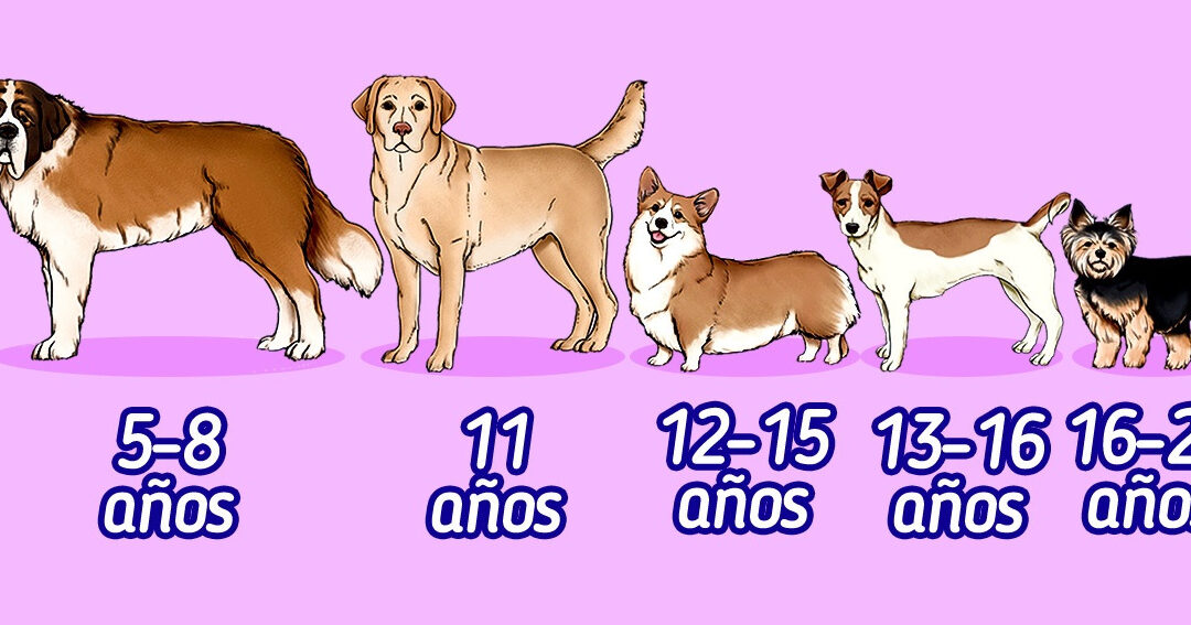 ¿Cuánto tiempo vive un perro?
