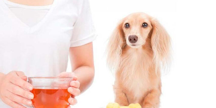 Cura los hongos de tu perro con estos remedios caseros
