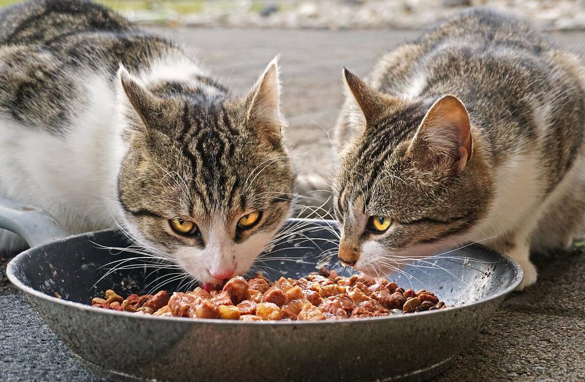 Descubra cómo alimentar a su gatito con comida para gatos adultos