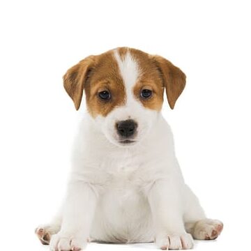 descubra-el-costo-de-un-perro-jack-russell-terrier