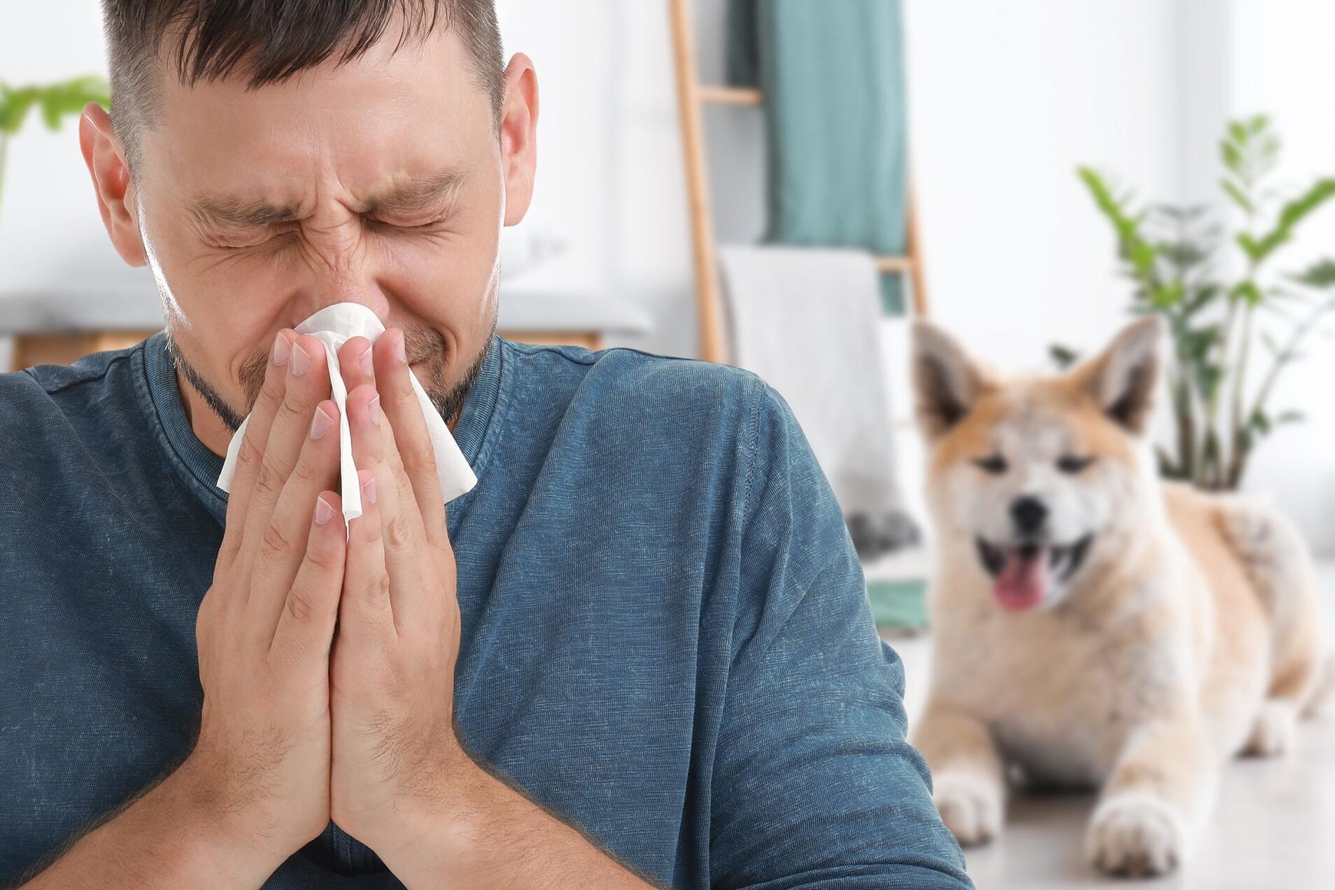 Descubra los Síntomas de una Alergia a los Perros en Humanos