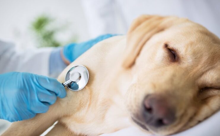 Descubre cómo ayudar a tu perro a recuperarse después de la vacuna