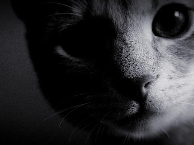 Descubre cómo los gatos ven el mundo en blanco y negro