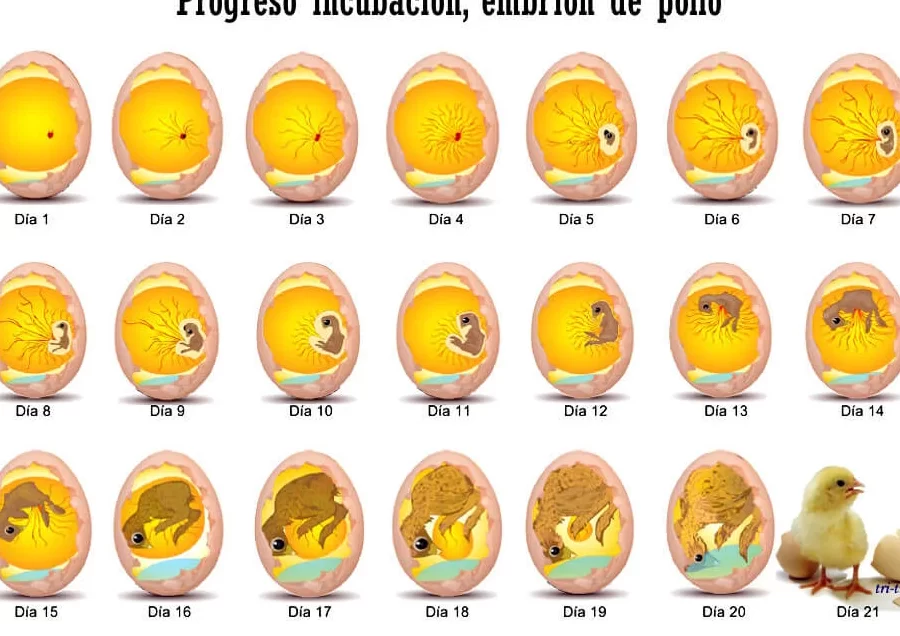 Descubre Cuánto Tiempo Lleva Eclosionar un Pollo de un Huevo