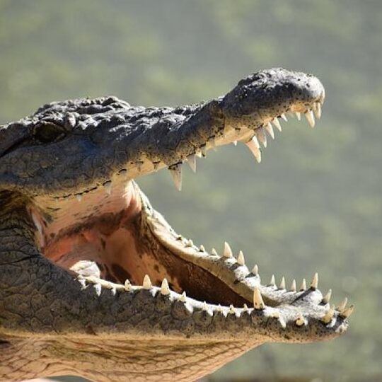 Descubre cuántos dientes tienen los cocodrilos cuando están de boca arriba